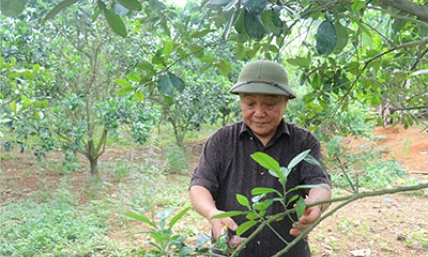 Cựu thanh niên xung phong năng động phát triển kinh tế