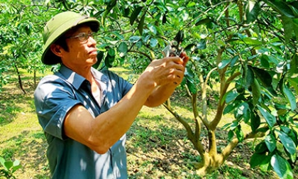 Nhà nông nhạy bén vươn lên làm giàu