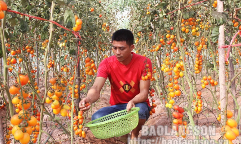 Tăng liên kết, nâng hiệu quả