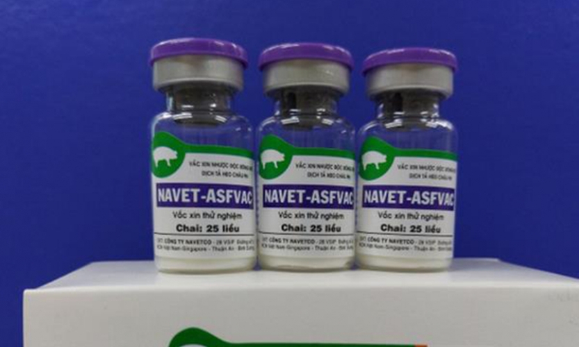 Vaccine dịch tả lợn châu Phi sẽ được sử dụng diện rộng cuối năm 2022