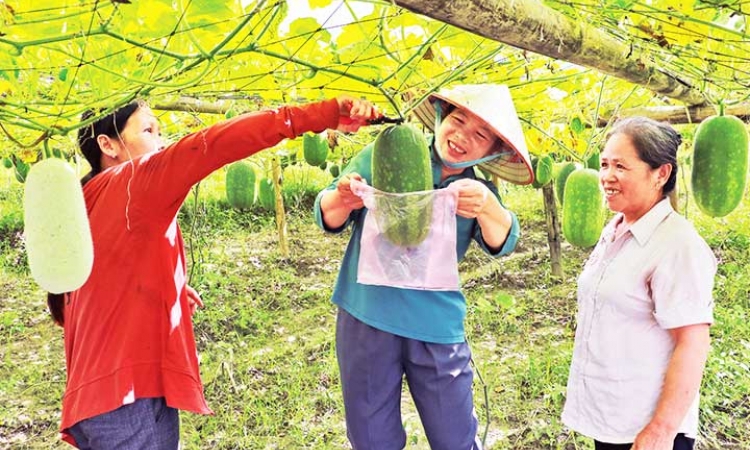 Giúp nông dân tiêu thụ nông sản