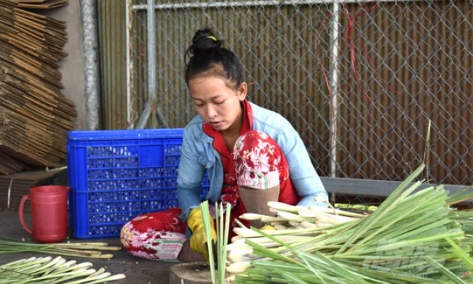 Trồng sả giúp nông dân lãi trên 50 triệu đồng mỗi hécta