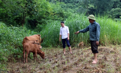 Mô hình cải tạo đàn bò ở Bắc Sơn: Mở hướng phát triển chăn nuôi hiệu quả