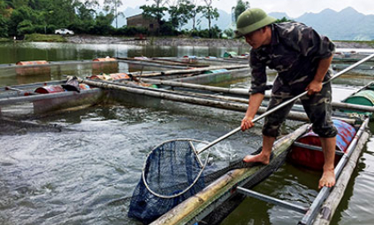 Triển vọng nuôi cá lăng trên đập Phai Thuống