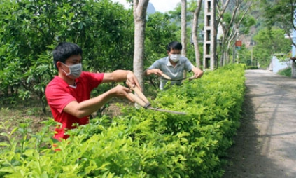 Xây dựng hàng rào cây xanh ở Chi Lăng: Chung sức từ người dân