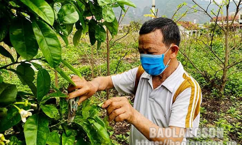 Cựu thanh niên xung phong làm kinh tế giỏi