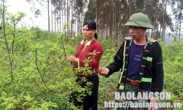 Vốn vay ưu đãi: “Đòn bẩy” giúp nông dân Cao Lộc vươn lên phát triển kinh tế