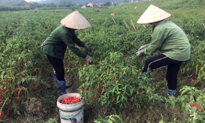 Chi Lăng: Phát triển sản xuất ớt theo hướng VietGAP