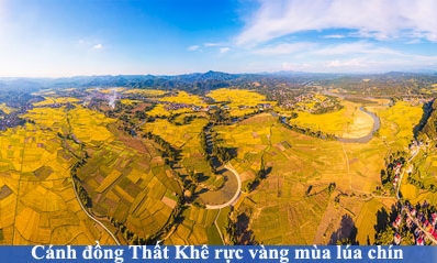 Cánh đồng Thất Khê rực vàng mùa lúa chín