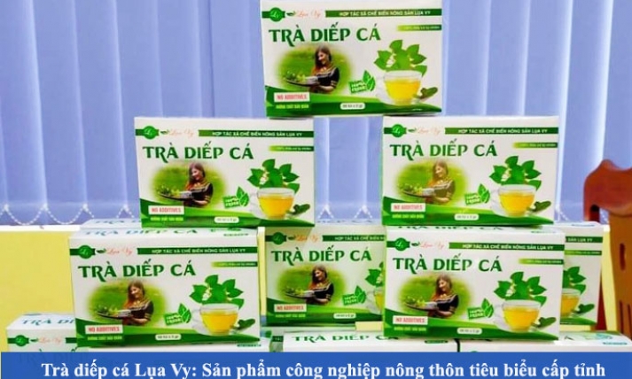 Trà diếp cá Lụa Vy: Sản phẩm công nghiệp nông thôn tiêu biểu cấp tỉnh