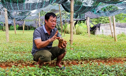 Làm giàu từ ươm giống cây hồi