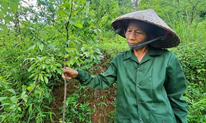 Cựu thanh niên xung phong năng động phát triển kinh tế