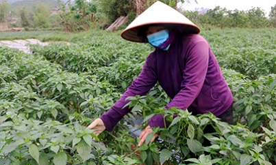 Quản lý dịch hại trên cây trồng: Đảm bảo an toàn, nâng hiệu quả sản xuất