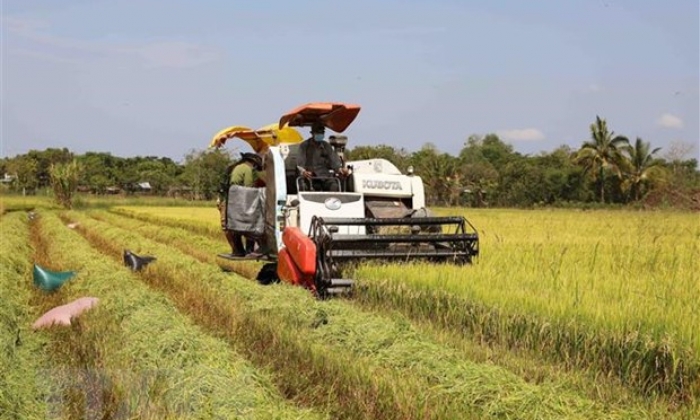 Gạo Việt Nam ngày càng khẳng định vị thế trên thị trường thế giới