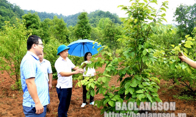 Ủy ban Mặt trận Tổ quốc tỉnh: Kiểm tra thực hiện dự án trồng hồng vành khuyên tại xã Điềm He, huyện Văn