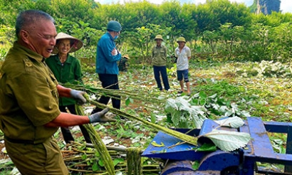 Trồng cây gai xanh: Hướng phát triển kinh tế mới ở Chi Lăng