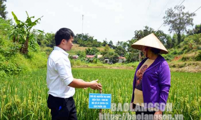 Lợi ích kép từ sản xuất lúa theo quy trình VietGAP