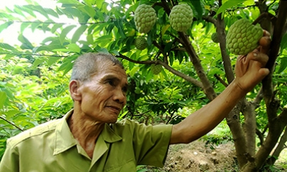 Cựu thanh niên xung phong vượt khó làm giàu