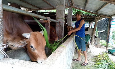 Vươn lên thoát nghèo từ nguồn vốn chính sách