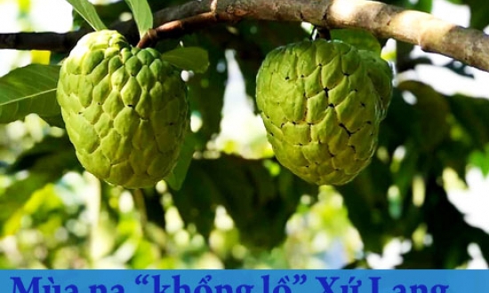 Mùa na “khổng lồ” Xứ Lạng