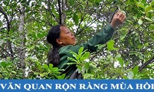 Văn Quan rộn ràng mùa hồi