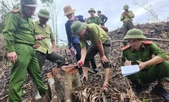 Hà Tĩnh: Tạm đình chỉ công tác Trưởng phòng Quản lý bảo vệ rừng