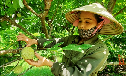 Dịch vụ, sản xuất nông, lâm nghiệp, cây ăn quả xã Yên Vượng: Thành công nhờ nâng cao chất lượng sản phẩm