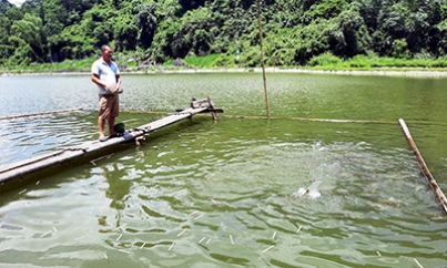 Đồng Ý: Phát triển kinh tế từ nuôi cá thương phẩm