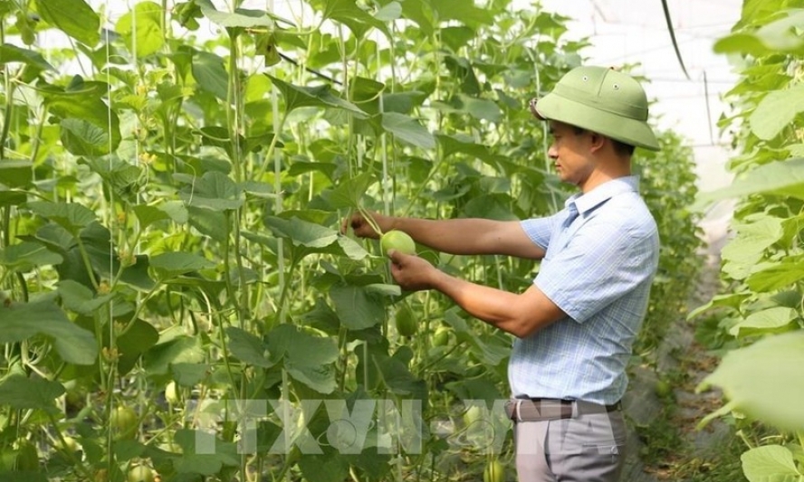 Nâng cao năng lực và hiệu quả của kinh tế tập thể