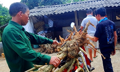 Văn Quan: Tăng cường ngăn chặn khai thác cây rừng tự nhiên