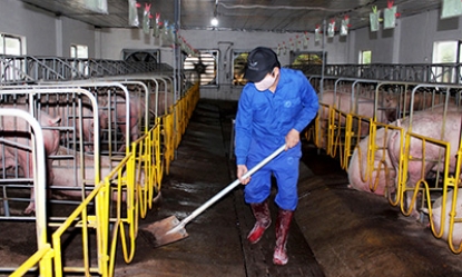 Ngăn bệnh dịch tả lợn châu Phi tái phát và lây lan: Cần kiểm soát chặt nguồn giống khi tái đàn