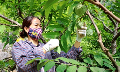 Chi Lăng: Tập trung sản xuất na trái vụ