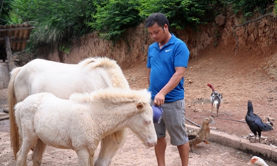 Chi Lăng: Ứng dụng khoa học - kỹ thuật vào nhân giống và chăm sóc ngựa bạch