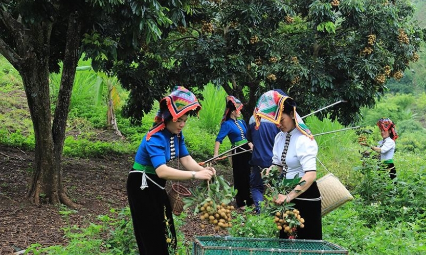 Đa dạng thị trường tiêu thụ nhãn tươi