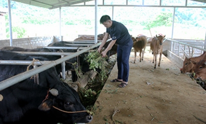 Người chăn nuôi gặp khó khăn do giá trâu, bò giảm mạnh