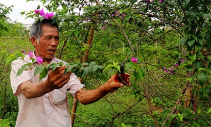 Cựu thanh niên xung phong làm giàu từ mô hình trồng hoa giấy