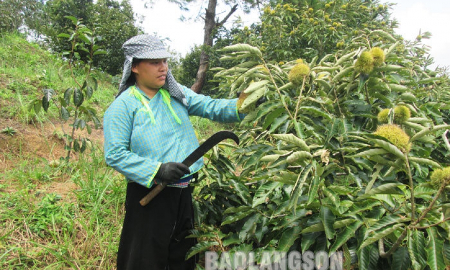 Nhân rộng mô hình trồng cây dẻ