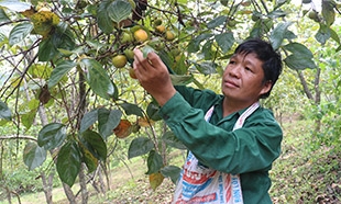 Văn Lãng: Rộn ràng mùa hồng Vành Khuyên