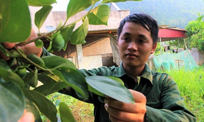 Cao Lộc: Nâng cao năng suất, chất lượng hồng không hạt Bảo Lâm