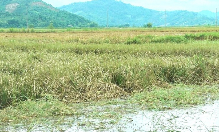 Đắk Lắk: Sau lũ lớn, hàng trăm hộ nông dân huyện Lắk trắng tay