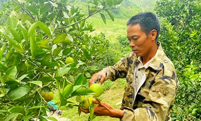 Hội viên nông dân vươn lên từ trồng cây ăn quả