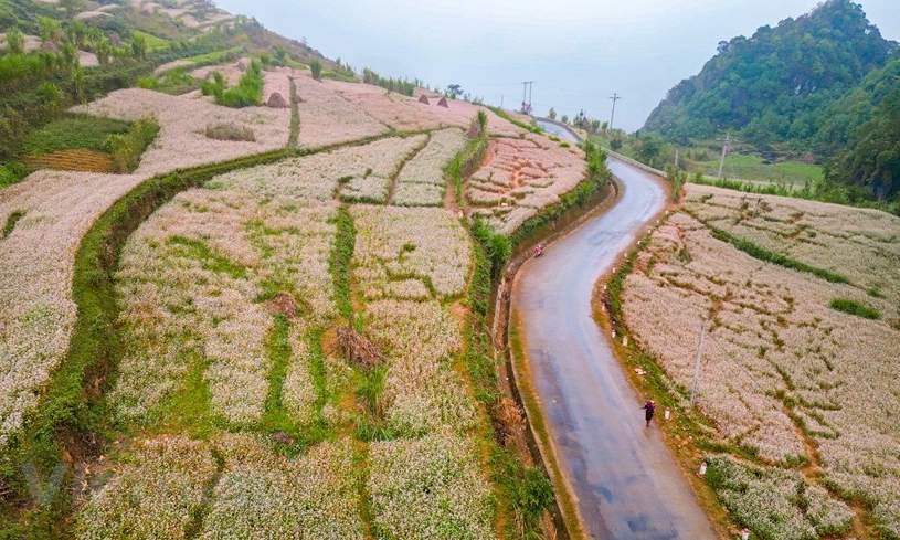 Chiêm ngưỡng vẻ đẹp mùa hoa tam giác mạch trên cao nguyên đá Hà Giang