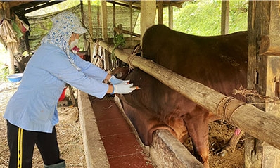 Bắc Sơn: Đẩy mạnh tiêm phòng trên đàn vật nuôi