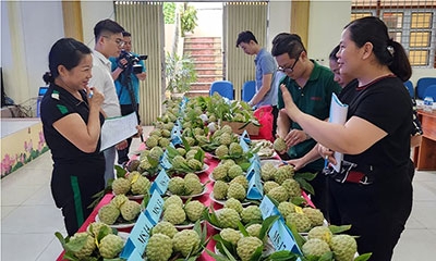 Bình tuyển cây đầu dòng: Góp phần đảm bảo chất lượng giống cây ăn quả