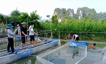 Triển vọng kinh tế từ mô hình nuôi cá nheo Mỹ