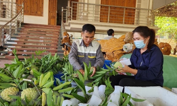 Sơn La nâng tầm thương hiệu cây trồng chủ lực na Mai Sơn