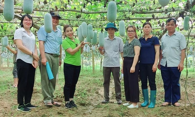 Bắc Kạn lần đầu tiên có giống cây lưu hành đặc cách