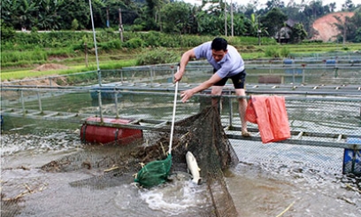 Xây dựng nhãn hiệu tập thể: Nâng cao sức cạnh tranh của cá lồng Văn Quan trên thị trường