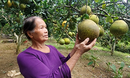 Cựu thanh niên xung phong năng động phát triển kinh tế