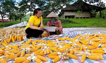 Ngành bảo hiểm xã hội thi đua nước rút về đích cuối năm